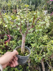 پرورش و پخش گل زینتی پامچال در ورزقان 