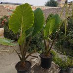 پرورش و پخش گل زینتی پامچال در ورزقان