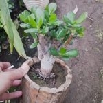 پرورش و پخش گل زینتی پامچال در ورزقان