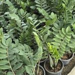 پرورش و پخش گل زینتی پامچال در ورزقان