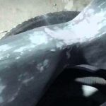 صافکاری مهدی در برازجان