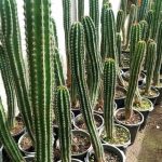 گلخانه ir gol در رامسر