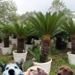 گلخانه ir gol در رامسر