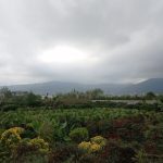 گلخانه ir gol در رامسر