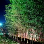 گلخانه ir gol در رامسر