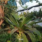 گلخانه ir gol در رامسر