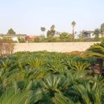 گلخانه ir gol در رامسر