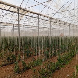 گلخانه محمد ابراهیم اسدی در کبودرآهنگ