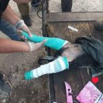 دامپزشک سیار و در محل قنبری در شیراز