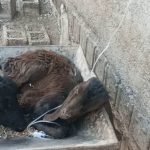 دامپزشک سیار و در محل قنبری در شیراز