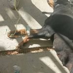 دامپزشک سیار و در محل قنبری در شیراز