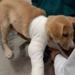 دامپزشک سیار و در محل قنبری در شیراز