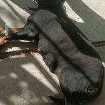 دامپزشک سیار و در محل قنبری در شیراز