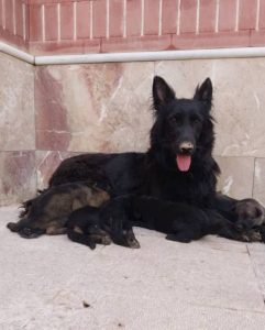 دامپزشک سیار و در محل قنبری در شیراز