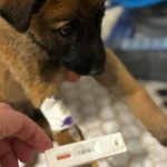 دامپزشک سیار و در محل قنبری در شیراز