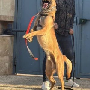 دامپزشک سیار و در محل قنبری در شیراز