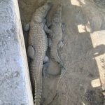 خدمات گردشگری و لیدر محلی عبدی در چابهار