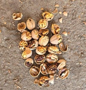 پخش و فروش گردو رنجبر در بناب