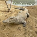 خدمات گردشگری و لیدر محلی عبدی در چابهار