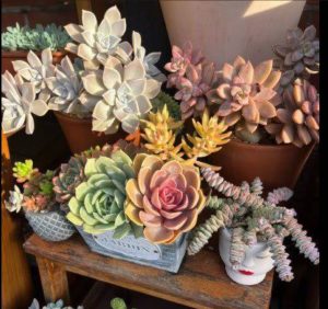 گل فروشی گل کادو در اصفهان