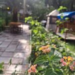 باغ رستوران هورلند در سوسنگرد