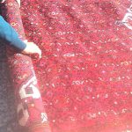 قالیشویی نمونه در شهرک فرهنگیان همدان