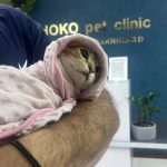 کلینیک دامپزشکی هوکو در اهواز