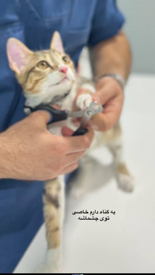 مشاهده کلینیک دامپزشکی هوکو در اهواز در سامانه بهبود مشاغل