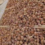 تولید و پخش خرما سحاب دیتس sahab dates در اهواز