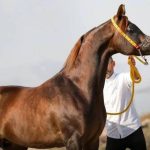 سوارکاری دلاوران در فردوسیه شهریار