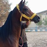 سوارکاری دلاوران در فردوسیه شهریار