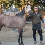 سوارکاری دلاوران در فردوسیه شهریار