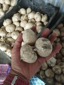 مشاهده فروشگاه سوغاتی و سیر همدانا در همدان در سامانه بهبود مشاغل