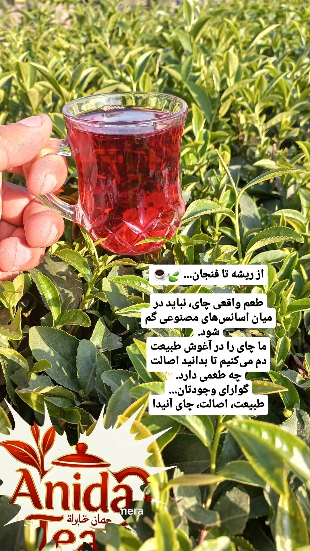 مشاهده آگهی فروشگاه چای آنیدا در انارستان لاهیجان در سامانه بهبود مشاغل