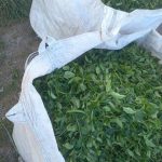 فروشگاه چای آنیدا در انارستان لاهیجان