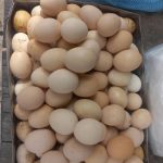 پخش عمده و خرده عسل و روغن زرد آنا در سرعین