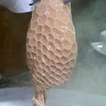 کله پزی هوس در فومن