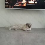 پانسیون گربه نبات در شاهنامه مشهد