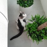 پانسیون گربه نبات در شاهنامه مشهد
