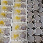 تهیه غذا جوجه ترافیک در پاکدشت