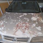 خدمات زیبایی خودرو کدخدازاده در رفسنجان