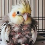 کلینیک دامپزشکی دکتر فرامون در اسالم