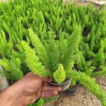 گلخانه حسنی در چهارباغ