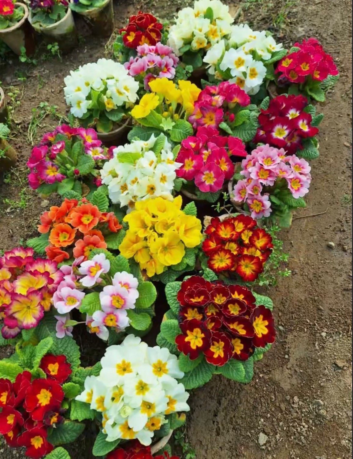 مشاهده گلخانه حسنی در چهارباغ در سامانه بهبود مشاغل