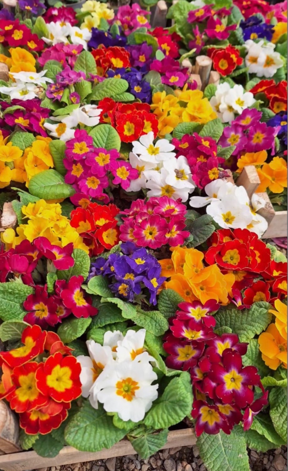 مشاهده گلخانه حسنی در چهارباغ در سامانه بهبود مشاغل