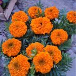 گلخانه حسنی در چهارباغ