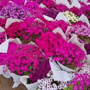 مشاهده گلخانه حسنی در چهارباغ در سامانه بهبود مشاغل