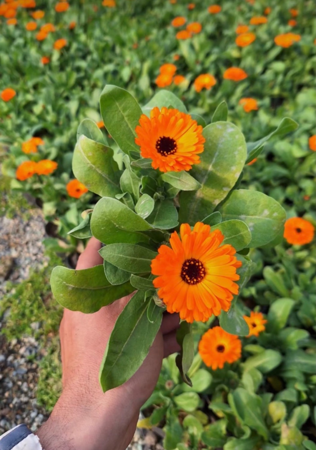 مشاهده گلخانه حسنی در چهارباغ در سامانه بهبود مشاغل